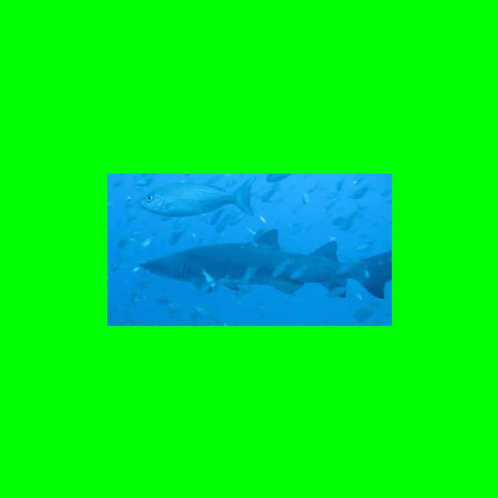 Dive NC 4-Jul-09_594 Shark-7.jpg